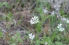 Orlaya daucoides (L.) Greuter