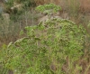Petroselinum crispum 2/3