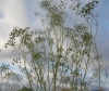 Petroselinum crispum 3/3