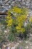 Thapsia villosa L.