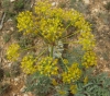 Thapsia villosa L.