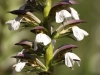 Acanthus mollis L.