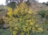Acer campestre L.