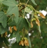 Acer monspessulanum L.