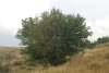 Acer monspessulanum L.