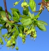 Acer monspessulanum L. subsp. monspessulanum