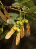 Acer monspessulanum L. subsp. monspessulanum