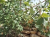 Acer monspessulanum L. subsp. monspessulanum