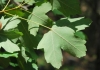 Acer opalus 1/2