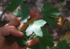 Acer opalus 2/2
