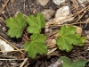 Acer opalus ?