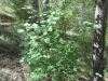 Acer opalus Mill. subsp. granatense (Boiss.) Font Quer & Rothm.