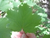 Acer opalus Mill. subsp. granatense (Boiss.) Font Quer & Rothm.