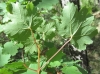 Acer opalus Mill. subsp. granatense (Boiss.) Font Quer & Rothm.