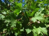 Acer opalus Mill. subsp. granatense (Boiss.) Font Quer & Rothm.