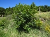 Acer opalus Mill. subsp. granatense (Boiss.) Font Quer & Rothm.