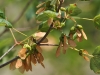 Acer opalus Mill. subsp. granatense (Boiss.) Font Quer & Rothm.