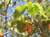 Acer opalus Mill. subsp. opalus