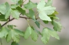 Acer x martinii Jord.