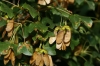 Acer monspessulanum L.