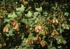 Acer monspessulanum L.