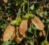 Acer monspessulanum L.