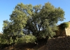 Acer monspessulanum L.