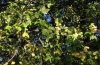 Acer monspessulanum L.