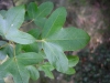 Acer monspessulanum L.