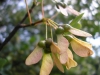 Acer monspessulanum L.