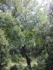 Acer monspessulanum L.