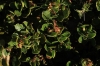 Arctostaphylos uva-ursi (L.) Spreng.