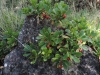 Arctostaphylos uva-ursi (L.) Spreng.