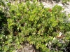 Arctostaphylos uva-ursi (L.) Spreng.