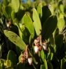 Arctostaphylos uva-ursi (L.) Spreng.
