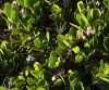 Arctostaphylos uva-ursi (L.) Spreng.