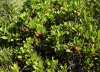Arctostaphylos uva-ursi (L.) Spreng.
