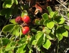 Arctostaphylos uva-ursi (L.) Spreng.