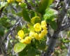 Berberis vulgaris L.