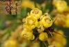Berberis vulgaris L. subsp. australis (Boiss.) Heywood