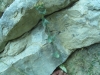 Blackstonia perfoliata 1 de 4