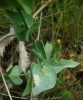 Blackstonia perfoliata 2/2