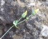 Blackstonia perfoliata ? 2 de 2