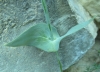 Blackstonia perfoliata 2 de 4