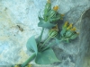 Blackstonia perfoliata 3 de 4