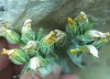 Blackstonia perfoliata 4 de 4