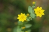 Blackstonia perfoliata