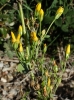 Blackstonia perfoliata (L.) Hudson