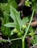 Bryonia dioica Jacq.