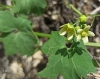 Bryonia dioica Jacq.